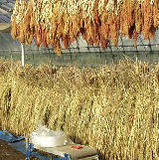 ����ŷ������ 