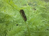 �������ͤ�����Ǥ��� 