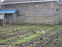 ���Ϥν���ä�Ȫ�����ܤ����� 