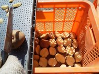 ���㤬����μ磻���Ⱦʬ���ڤäƴ������ޤ��� 