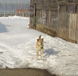 ��äѤ��㤬���ʤ� 