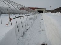 ���ĥϥ����򷡤�Ф��ޤ��� 