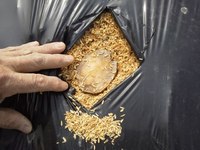 �岼�դ˿����ޤ��� 