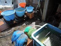 ����α������Ȳ������ 