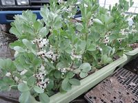 ����Ʀ�ϲ����� 