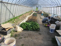 �Ĥ�ȭ�夲���Ƥ��ޤ��� 