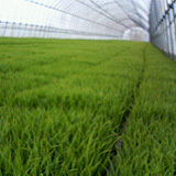 �Ŀ������ԤĤФ���Ρ֤��������ޤ��פ��� 