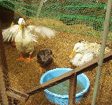 ��������ã����� 