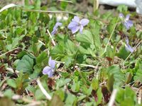 �Ĥηͤ˺餯���ߥ� 