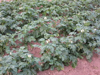 ���㥬����β֤������Ǥ��� 