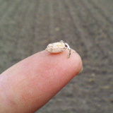 ����˸����Ƥ��륹�����������ޤ����Ȥ����Ǥ� 