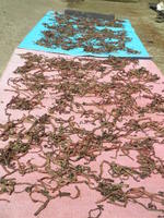 ����ޥ������ޤ����� 