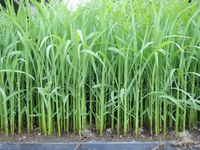 ͭ�����ݥ����˥������ĤǤ��� 