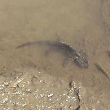 �Ĥ�ܤ˥������礤�Ф����� 