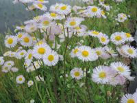 �Ĥηͤ˺餯�ϥ른���� 