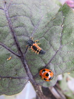 �ʥʥۥ��ƥ�ȥ������������ 