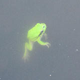 �Ĥ�ܤΥ����� 