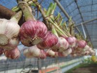 �֥˥�˥����ޤ��ޤ��μ��ϡ� 