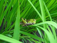 �ȥΥ��ޥХå� 