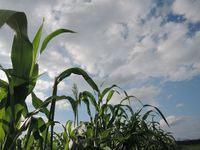 �������Ӥ��椬�ФƤ��ޤ����� 