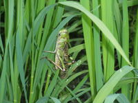 ���¤��ޡ� 