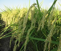 ���濧�Ť��Ƥ��ޤ����� 