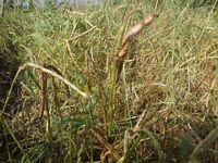 ����Ʀ�μ��� 