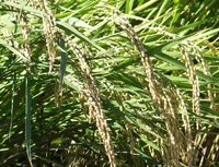 �����������ޤ��� 