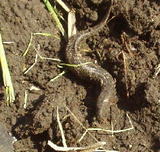 �𴢤��桢�Ĥ�ܤ��椫��ɥ��祦�� 