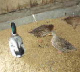 �ߤΥ������� 