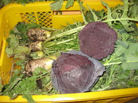 ��ǯ�Ǹ�μ��ϤǤ��� 