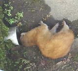 ��Ⱦ��������ǥ��������Ҥä����֤äƤ��������Ǥ���Τ��ʡ���­���ͤäĤ��ȥҥ祳�ҥ祳ƨ���Ƥ��ä� 