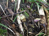 2���ܤ�ȯ�� 