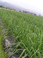 �������������� 