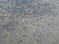 �����ޤ��㤯�����Ĥ�ܤ�ˤ��Ǥ��ޤ��� 