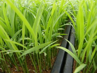 ��������Ĺ 