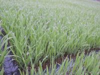 �ĤϽ�Ĵ�������� 