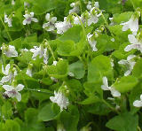 �Ĥηͤ˺餯�˥祤���ߥ� 