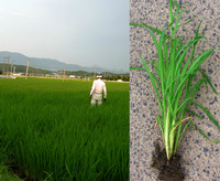 �ҥ�����档��˻��Ƥ��ޤ���������Ǥ��� 