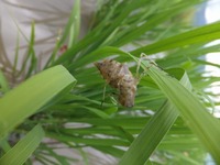 �ȥ�ܤ�����Ω���ޤ��� 