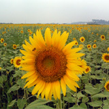 ��äѤ�ƤϤҤޤ��Ǥ��͡� 