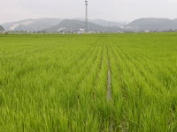 ������ʪ���Ը��� 