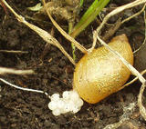 Ȫ�ǤϤǤ�Ǥ���λ��� 