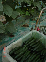 �ϥ����Ǽ��Ϥ���Ƥ������奦�� 