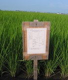 �ú��Ƥδ��� 