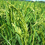 Ω�ɤ˰�äƤ��ޤ��� 